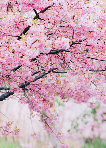 Иллюстрация к книге — Омоияри. Маленькая книга японской философии общения [i_067.jpg]