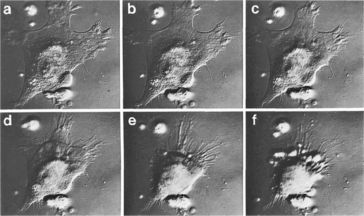Иллюстрация к книге — Вирусы и эпидемии в истории мира. Прошлое, настоящее и будущее [i_004.jpg]