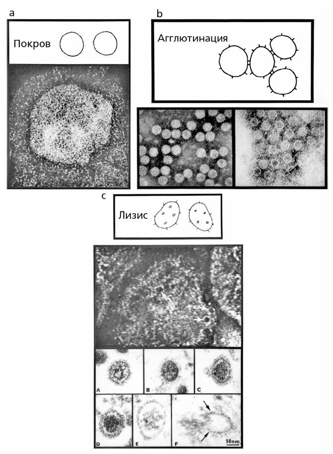 Иллюстрация к книге — Вирусы и эпидемии в истории мира. Прошлое, настоящее и будущее [i_005.jpg]