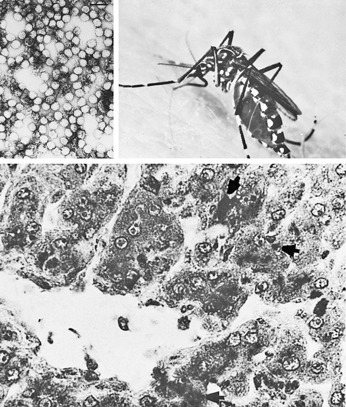 Иллюстрация к книге — Вирусы и эпидемии в истории мира. Прошлое, настоящее и будущее [i_009.jpg]