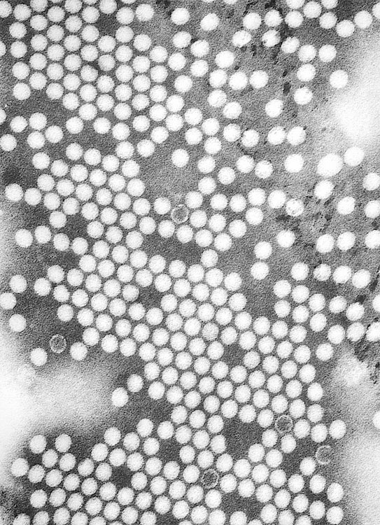 Иллюстрация к книге — Вирусы и эпидемии в истории мира. Прошлое, настоящее и будущее [i_017.jpg]