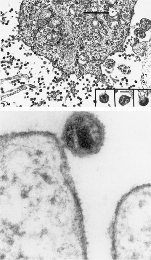 Иллюстрация к книге — Вирусы и эпидемии в истории мира. Прошлое, настоящее и будущее [i_033.jpg]