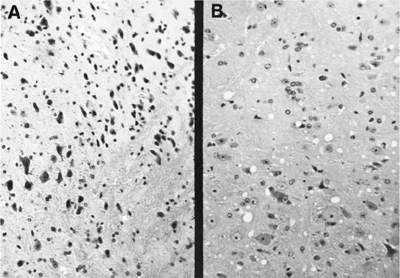 Иллюстрация к книге — Вирусы и эпидемии в истории мира. Прошлое, настоящее и будущее [i_034.jpg]