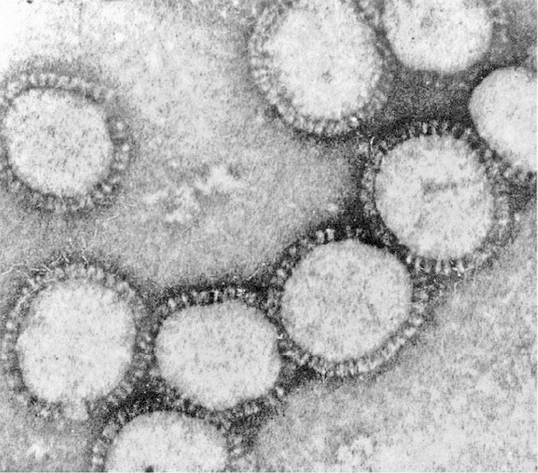 Иллюстрация к книге — Вирусы и эпидемии в истории мира. Прошлое, настоящее и будущее [i_038.jpg]