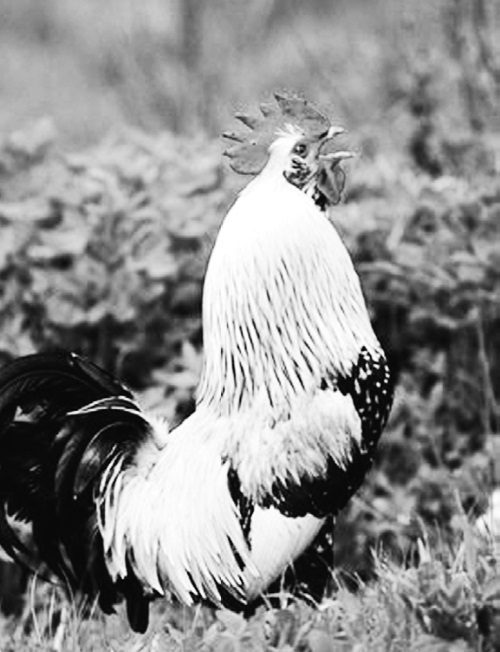 Иллюстрация к книге — Китайские притчи [i_003.jpg]