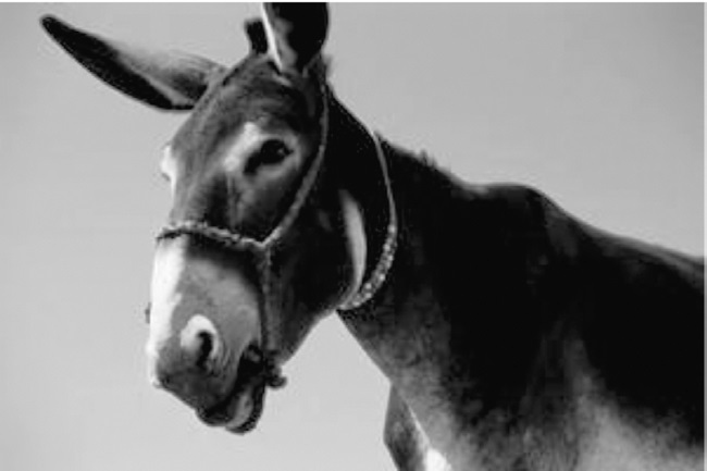 Иллюстрация к книге — Китайские притчи [i_008.jpg]