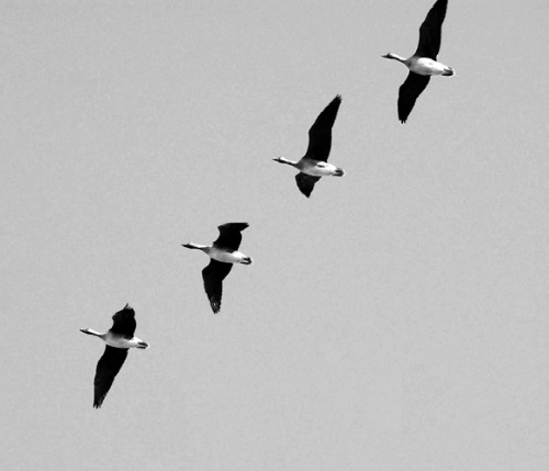 Иллюстрация к книге — Китайские притчи [i_010.jpg]