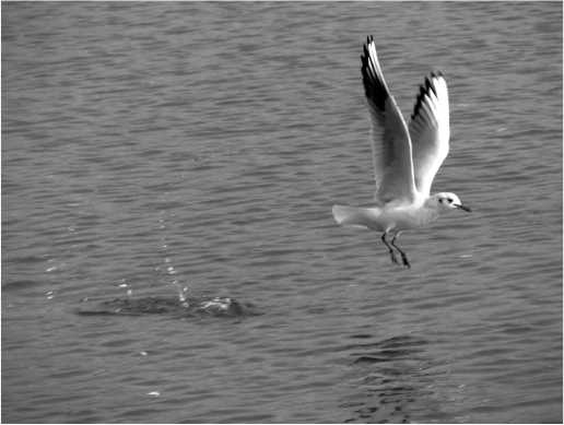 Иллюстрация к книге — Китайские притчи [i_013.jpg]