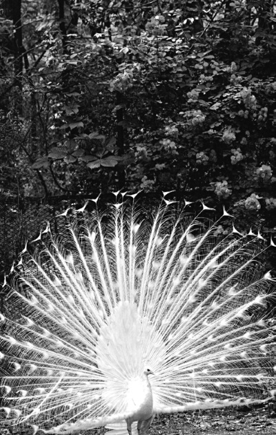 Иллюстрация к книге — Китайские притчи [i_014.jpg]