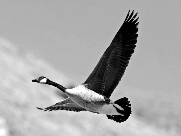 Иллюстрация к книге — Китайские притчи [i_021.jpg]