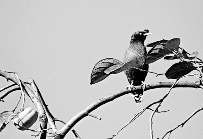 Иллюстрация к книге — Китайские притчи [i_033.jpg]