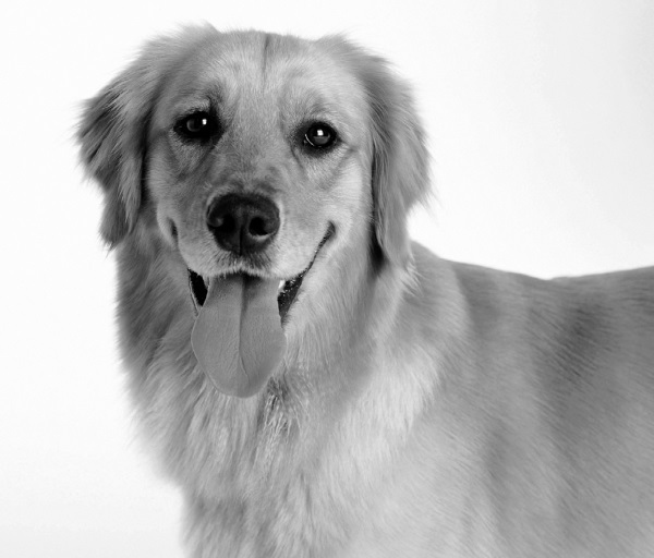 Иллюстрация к книге — Китайские притчи [i_040.jpg]