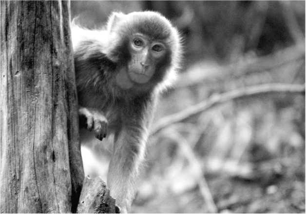 Иллюстрация к книге — Китайские притчи [i_042.jpg]