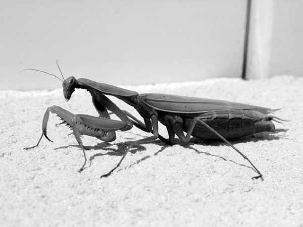 Иллюстрация к книге — Китайские притчи [i_044.jpg]