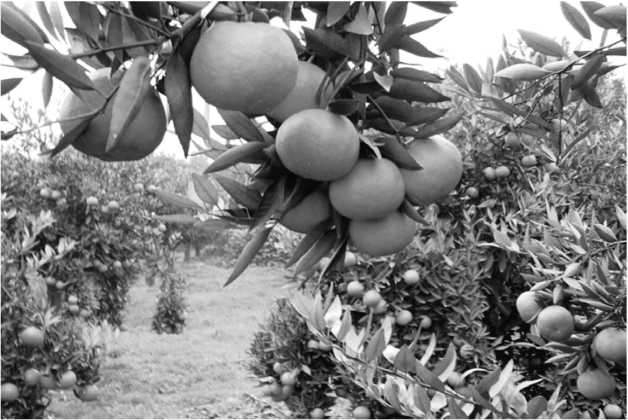 Иллюстрация к книге — Китайские притчи [i_045.jpg]