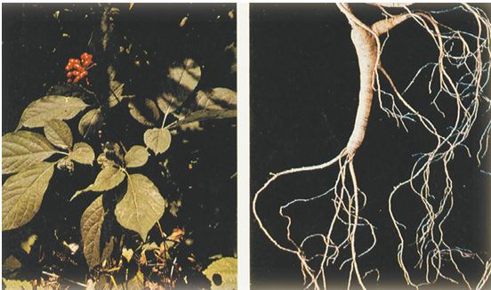 Иллюстрация к книге — История чая [i_002.jpg]