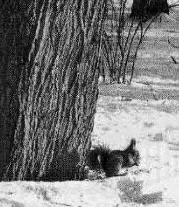 Иллюстрация к книге — История петербургских районов [_078.jpg]