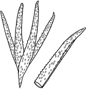 Иллюстрация к книге — Колдовские травы. Ведьмовской путеводитель по тайным силам растений [i_011.jpg]