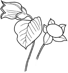 Иллюстрация к книге — Колдовские травы. Ведьмовской путеводитель по тайным силам растений [i_017.jpg]