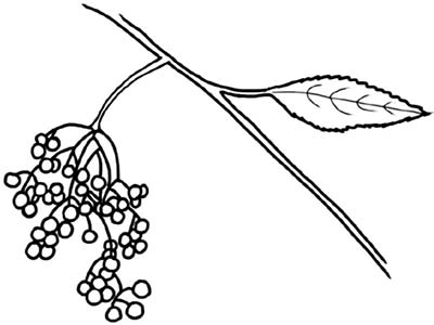 Иллюстрация к книге — Колдовские травы. Ведьмовской путеводитель по тайным силам растений [i_019.jpg]