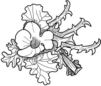 Иллюстрация к книге — Колдовские травы. Ведьмовской путеводитель по тайным силам растений [i_025.jpg]