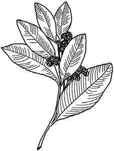 Иллюстрация к книге — Колдовские травы. Ведьмовской путеводитель по тайным силам растений [i_031.jpg]