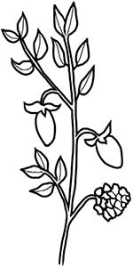 Иллюстрация к книге — Колдовские травы. Ведьмовской путеводитель по тайным силам растений [i_035.jpg]