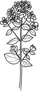 Иллюстрация к книге — Колдовские травы. Ведьмовской путеводитель по тайным силам растений [i_037.jpg]