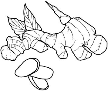 Иллюстрация к книге — Колдовские травы. Ведьмовской путеводитель по тайным силам растений [i_039.jpg]