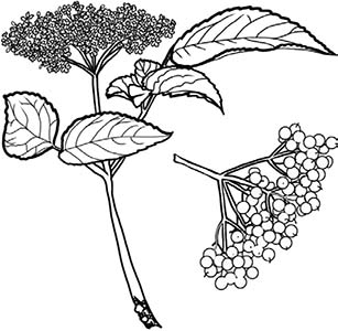 Иллюстрация к книге — Колдовские травы. Ведьмовской путеводитель по тайным силам растений [i_042.jpg]