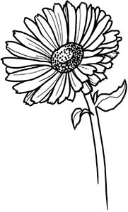 Иллюстрация к книге — Колдовские травы. Ведьмовской путеводитель по тайным силам растений [i_043.jpg]