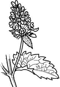 Иллюстрация к книге — Колдовские травы. Ведьмовской путеводитель по тайным силам растений [i_048.jpg]