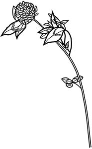 Иллюстрация к книге — Колдовские травы. Ведьмовской путеводитель по тайным силам растений [i_050.jpg]