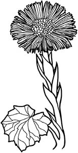 Иллюстрация к книге — Колдовские травы. Ведьмовской путеводитель по тайным силам растений [i_059.jpg]