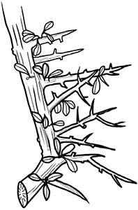 Иллюстрация к книге — Колдовские травы. Ведьмовской путеводитель по тайным силам растений [i_061.jpg]