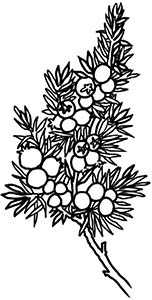 Иллюстрация к книге — Колдовские травы. Ведьмовской путеводитель по тайным силам растений [i_062.jpg]