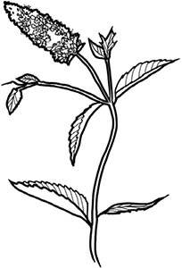 Иллюстрация к книге — Колдовские травы. Ведьмовской путеводитель по тайным силам растений [i_064.jpg]