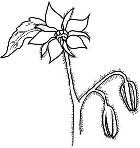 Иллюстрация к книге — Колдовские травы. Ведьмовской путеводитель по тайным силам растений [i_066.jpg]