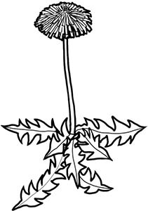 Иллюстрация к книге — Колдовские травы. Ведьмовской путеводитель по тайным силам растений [i_067.jpg]