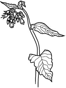 Иллюстрация к книге — Колдовские травы. Ведьмовской путеводитель по тайным силам растений [i_068.jpg]