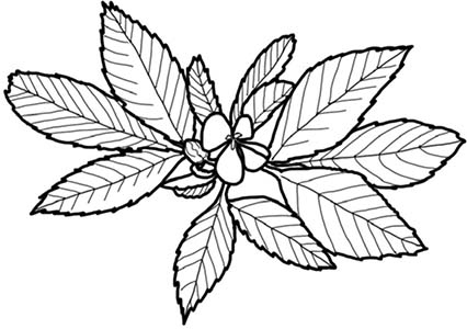 Иллюстрация к книге — Колдовские травы. Ведьмовской путеводитель по тайным силам растений [i_072.jpg]