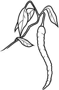 Иллюстрация к книге — Колдовские травы. Ведьмовской путеводитель по тайным силам растений [i_073.jpg]