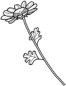 Иллюстрация к книге — Колдовские травы. Ведьмовской путеводитель по тайным силам растений [i_075.jpg]