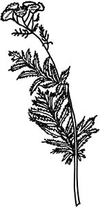 Иллюстрация к книге — Колдовские травы. Ведьмовской путеводитель по тайным силам растений [i_076.jpg]