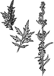 Иллюстрация к книге — Колдовские травы. Ведьмовской путеводитель по тайным силам растений [i_078.jpg]