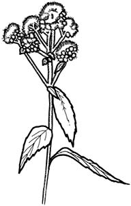 Иллюстрация к книге — Колдовские травы. Ведьмовской путеводитель по тайным силам растений [i_079.jpg]