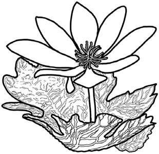 Иллюстрация к книге — Колдовские травы. Ведьмовской путеводитель по тайным силам растений [i_086.jpg]