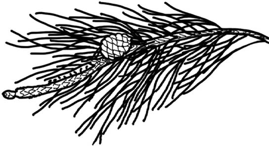 Иллюстрация к книге — Колдовские травы. Ведьмовской путеводитель по тайным силам растений [i_087.jpg]