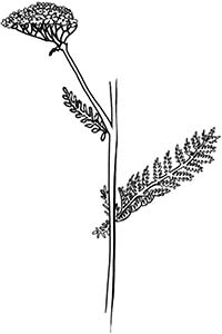 Иллюстрация к книге — Колдовские травы. Ведьмовской путеводитель по тайным силам растений [i_092.jpg]