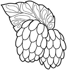 Иллюстрация к книге — Колдовские травы. Ведьмовской путеводитель по тайным силам растений [i_096.jpg]